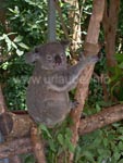 Koala auf Eukalyptusbaum