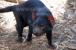 Ein Tasmanischer Teufel - häßlich und putzig zugleich