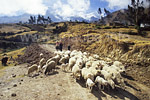 Viehzucht auf knapp 4000m unter eisigen Andengipfeln