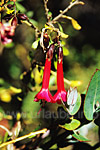 Cantuta buxifolia - Die in kräftigem rot leuchtende Nationalblume Perus