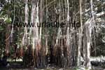 Der innere Bereich eines großen Banyan-Baumes am Cap Malheureux