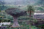 Der größte und älteste Drachenbaum der Welt in Icod de los Vinos