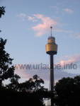 Blick auf den Sydney Tower vom botanischen Garten aus