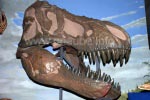 Furchteinflößend: der Kopf eines T-Rex