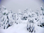 Ein halber Meter Neuschnee im nördlichen Britisch Kolumbien, gefallen binnen einer Nacht.