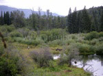 Landestypisches Sumpfgebiet in Nord-Britisch-Kolumbien