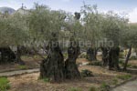 2000 Jahre alte Olivenbäume im Garten Gethsemane