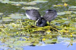 Wasservögel auf dem Nest