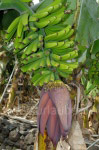 Bananen sind der Hauptwirtschaftzweig, auf den Speisekarten aber eher selten zu finden.
