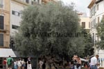 1000 Jahre alter Olivenbaum am Plaa Cort