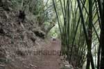 Piste battue à travers la forêt tropicale, à droite de gros troncs de bambous