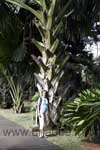 Gigantesques palmiers Talipot