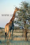 Giraffe in der Kalahari