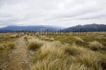 Tussock-Gräser auf der Robert Ridge Route im Nelson Lakes National Park