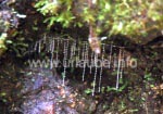 Glow-Worms auf dem Milford Track: Mit ihren klebrigen Fäden fangen und verdauen sie kleine Insekten.