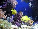 Ein buntes Aquarium in der Aquaria Water World